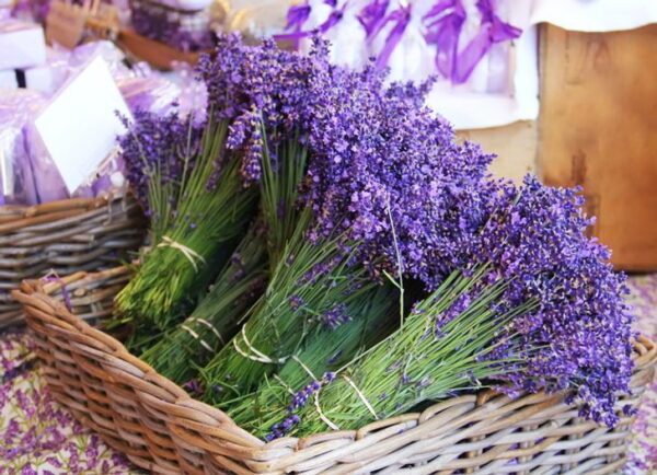 lavender 4 lavender 4