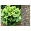 lettuce 1