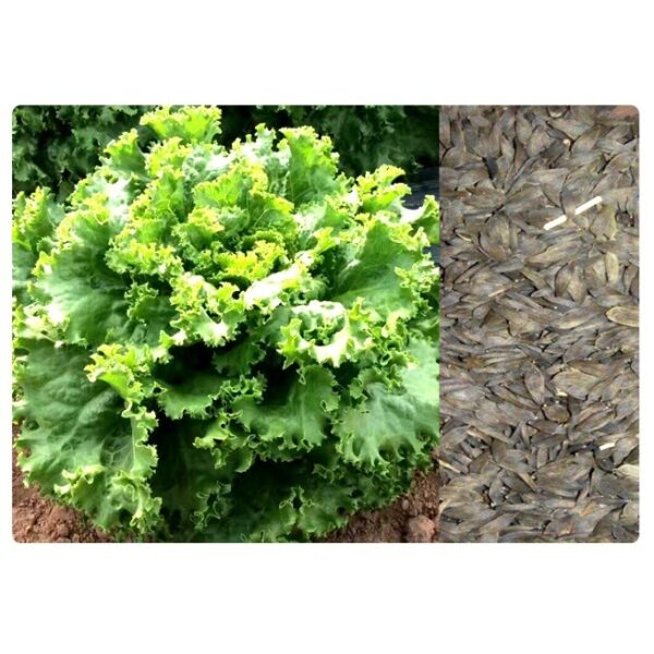 lettuce 1