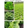 lettuce 3