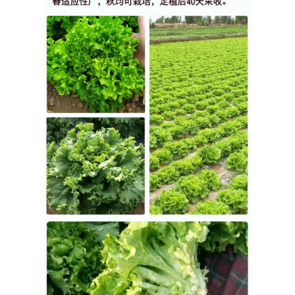 lettuce 3