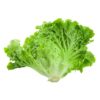 lettuce 4
