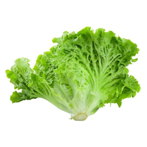 lettuce 4