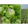 lettuce main