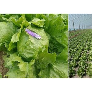 lettuce main