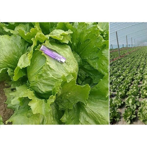 lettuce main