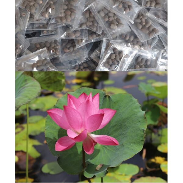lotus 1