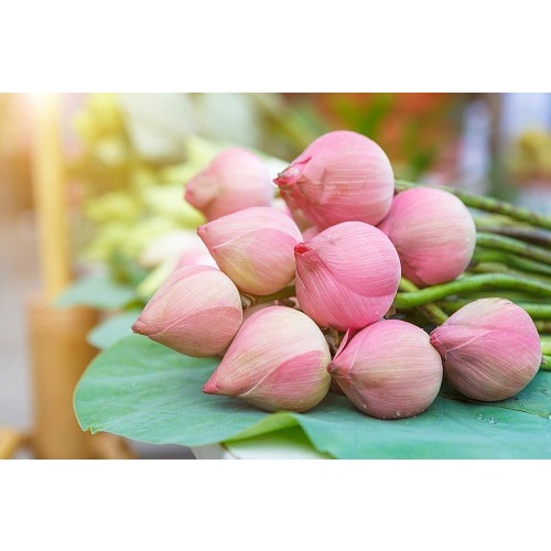 lotus 2
