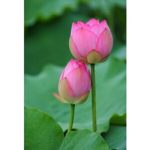 lotus main