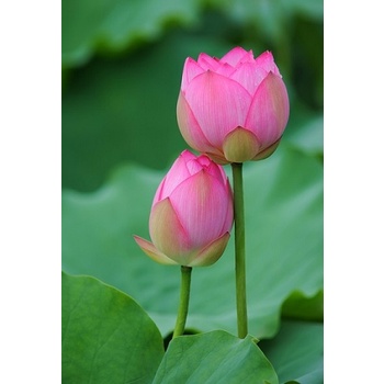 lotus main