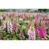lupin 1