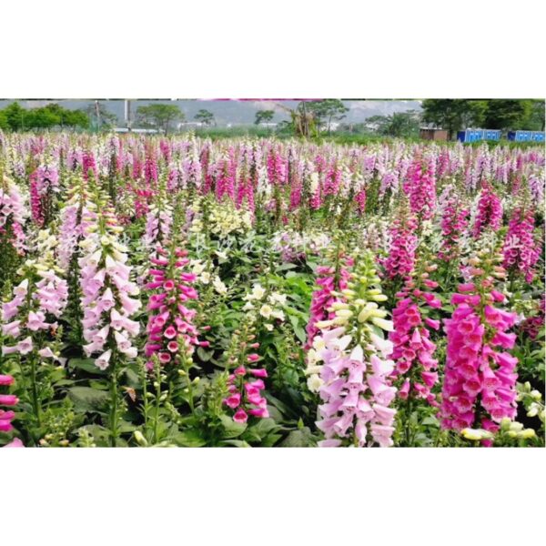lupin 1
