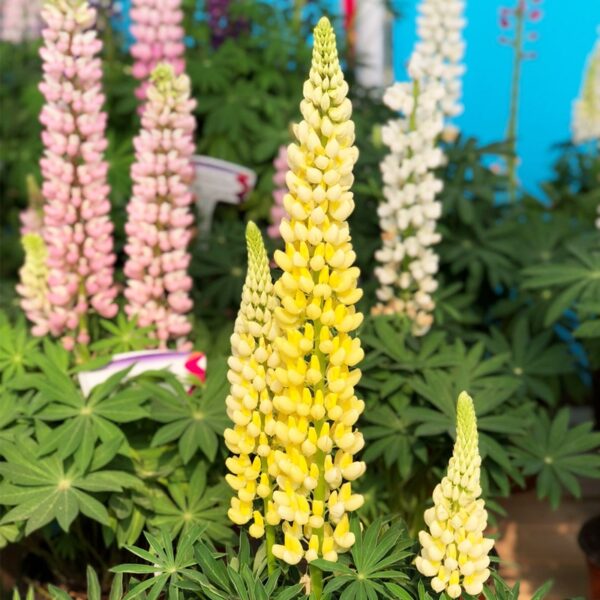 lupin 2