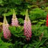lupin 3
