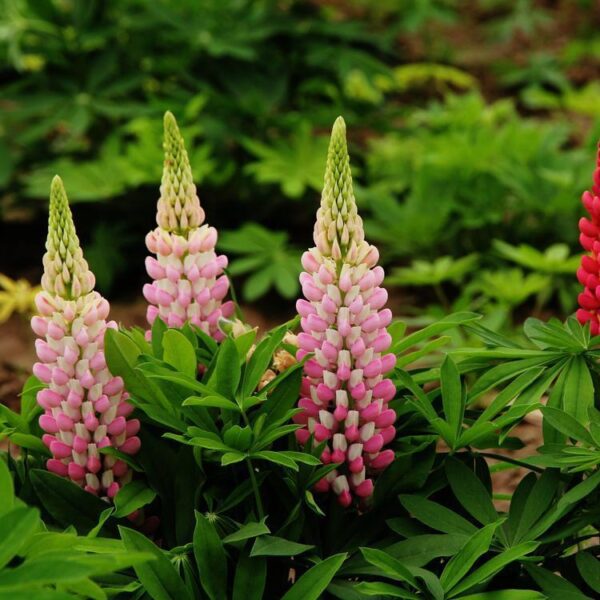 lupin 3