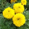 marigold 2