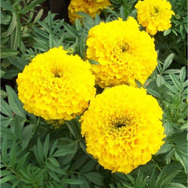 marigold 2