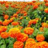marigold 3