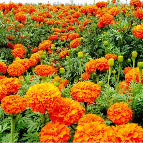 marigold 3