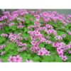 oxalis 1