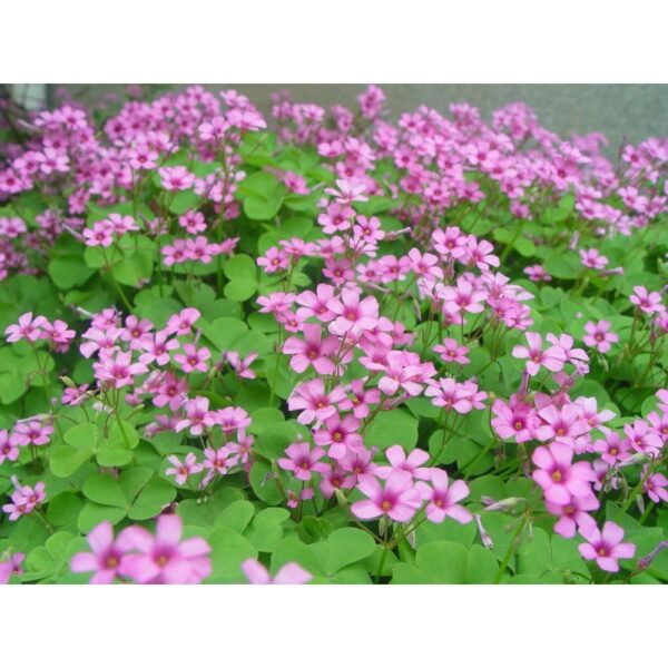 oxalis 1