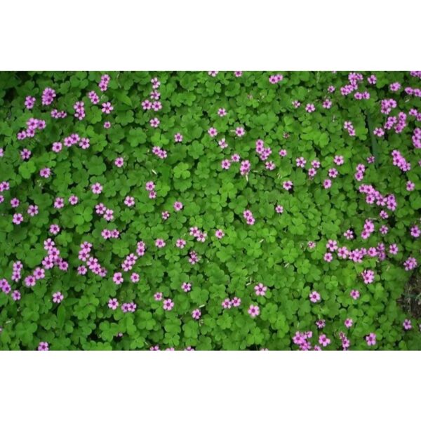 oxalis 2