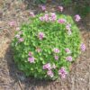 oxalis 3
