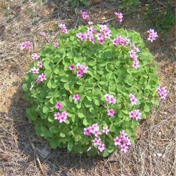 oxalis 3