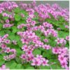 oxalis main