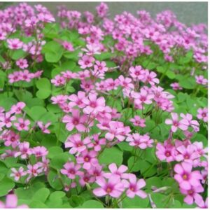 oxalis main