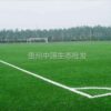 paspalum 2 paspalum 2