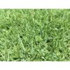 paspalum main paspalum main