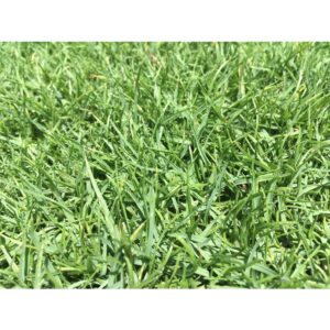 paspalum main paspalum main