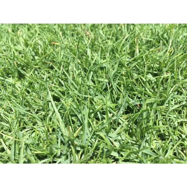 paspalum main paspalum main