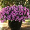 petunia 2
