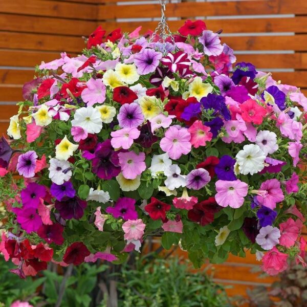 petunia 3