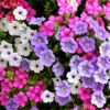 petunia 4