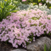 phlox 1