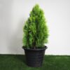 pine 2