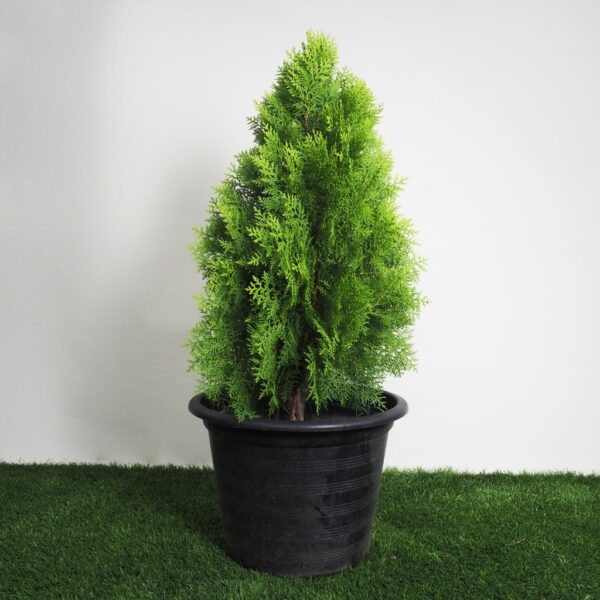pine 2