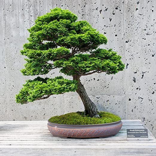 pine 3
