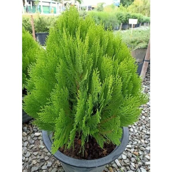 pine main