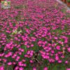 pinkcarpet 1 pinkcarpet 1