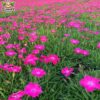 pinkcarpet 3 pinkcarpet 3