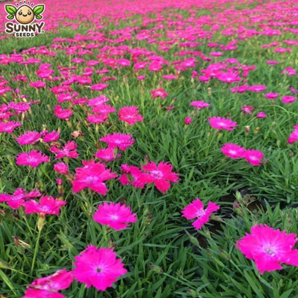 pinkcarpet 3 pinkcarpet 3