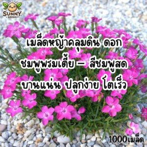 pinkcarpet main