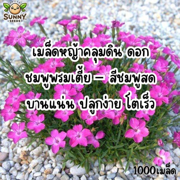 pinkcarpet main pinkcarpet main