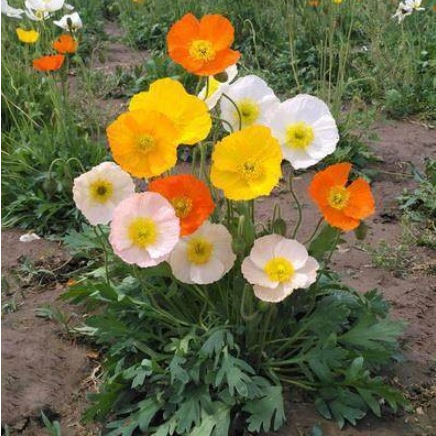 poppy 1