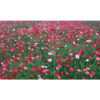poppy 2