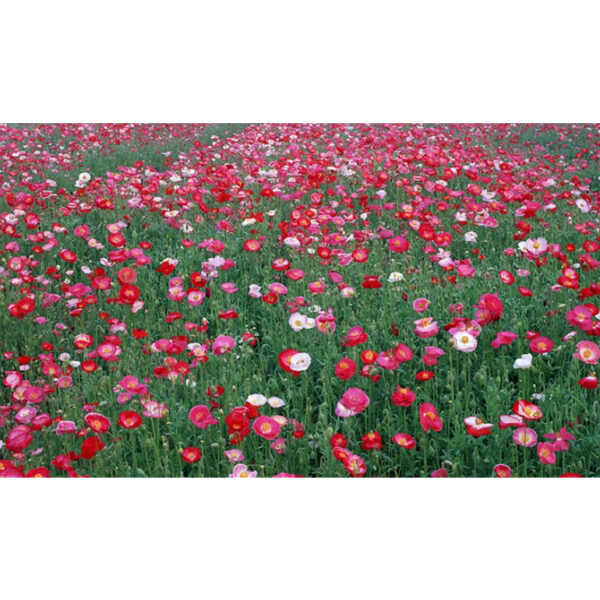 poppy 2